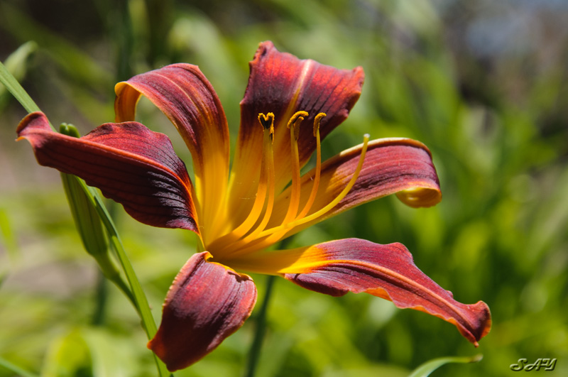 Name:  Red Flower 1.jpg
Views: 440
Size:  154.2 KB