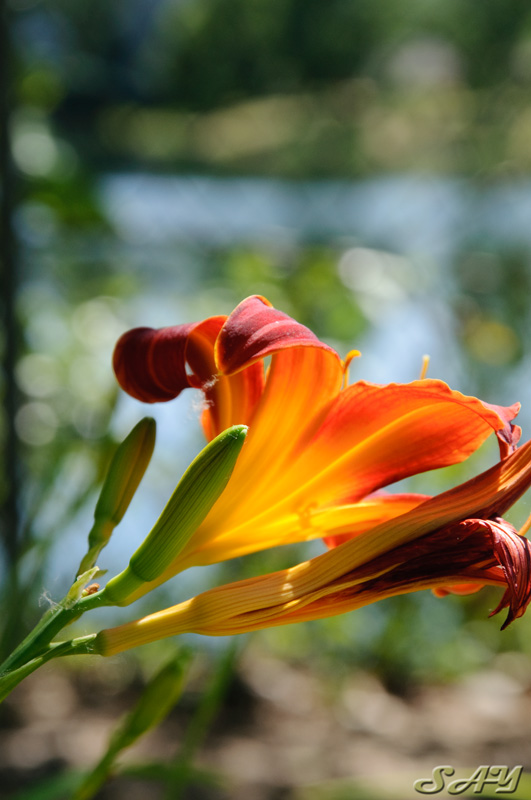 Name:  Red Flower 2.jpg
Views: 443
Size:  135.5 KB