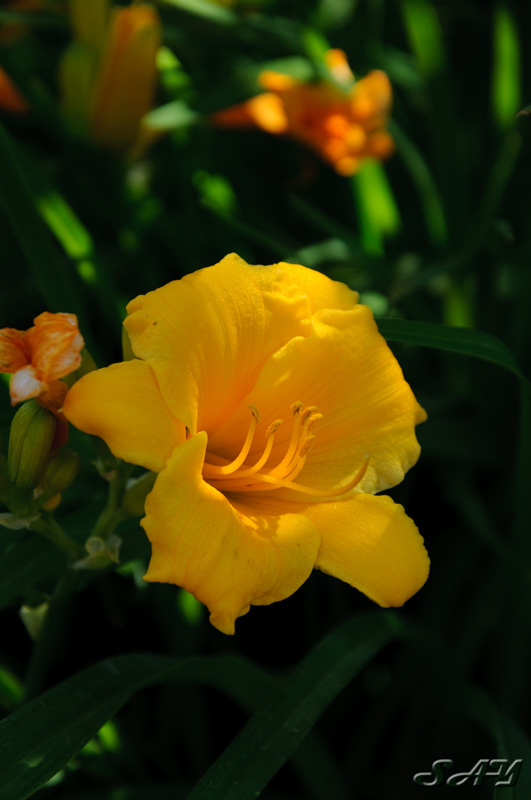 Name:  Yellow Flower 1.jpg
Views: 441
Size:  110.3 KB