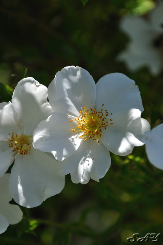 Name:  Rose 1a.jpg
Views: 351
Size:  101.7 KB