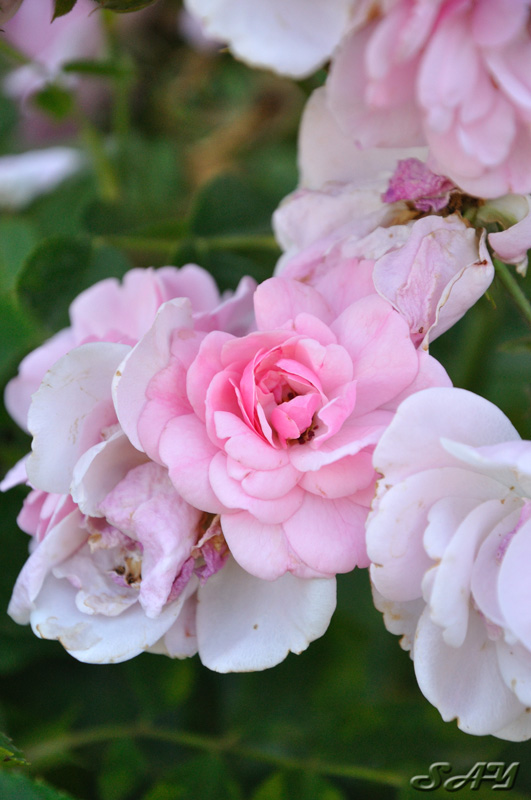 Name:  Rose 6.jpg
Views: 342
Size:  141.9 KB