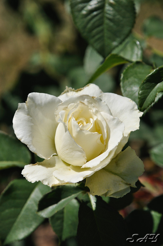 Name:  Rose 7.jpg
Views: 342
Size:  126.3 KB