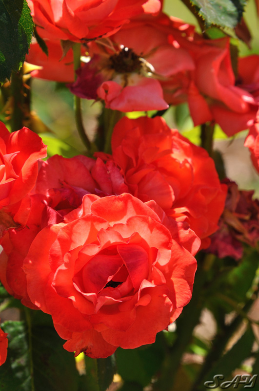 Name:  Rose 10.jpg
Views: 322
Size:  159.9 KB