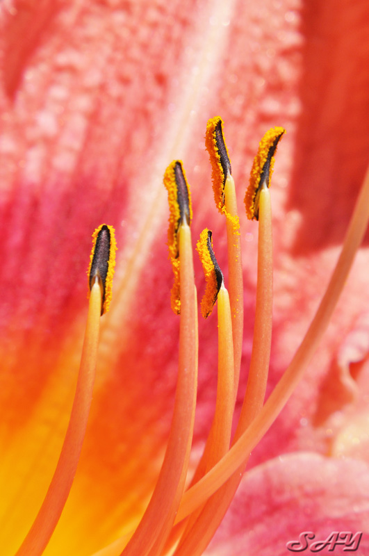 Name:  Flower 2.jpg
Views: 367
Size:  137.6 KB