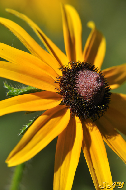 Name:  Flower 7.jpg
Views: 354
Size:  158.7 KB