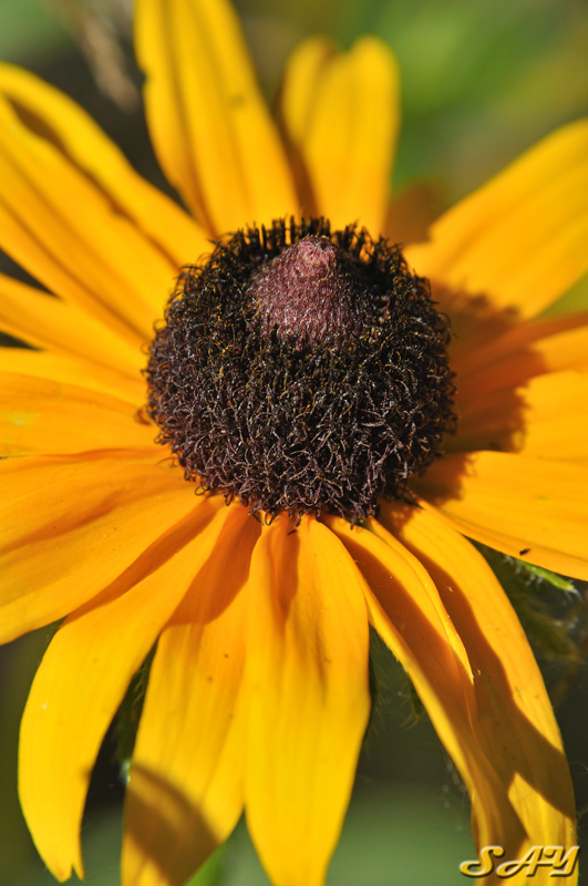 Name:  Flower 8.jpg
Views: 687
Size:  165.5 KB