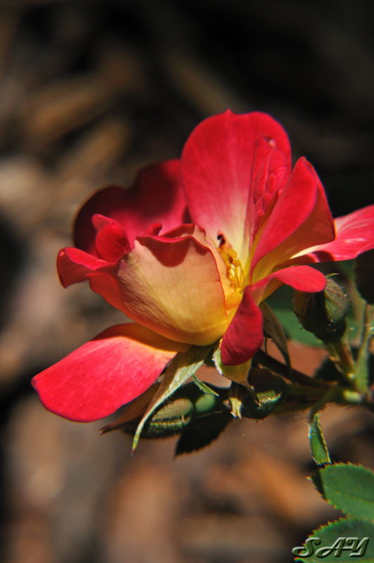 Name:  Rose 3a.jpg
Views: 323
Size:  125.2 KB