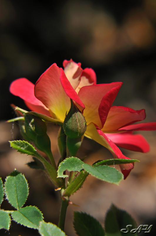 Name:  Rose 5.jpg
Views: 333
Size:  126.0 KB