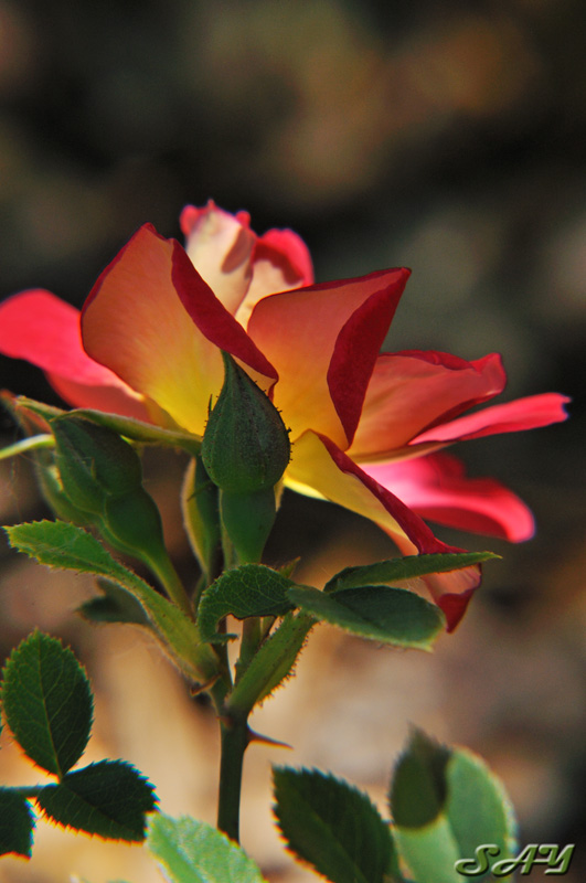 Name:  Rose 6a.jpg
Views: 338
Size:  141.9 KB