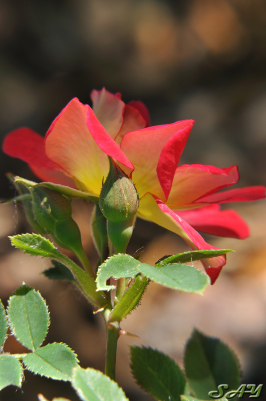 Name:  Rose 7a.jpg
Views: 332
Size:  130.0 KB