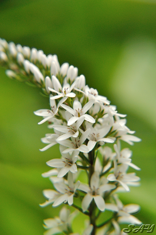 Name:  Flower 13.jpg
Views: 437
Size:  225.4 KB