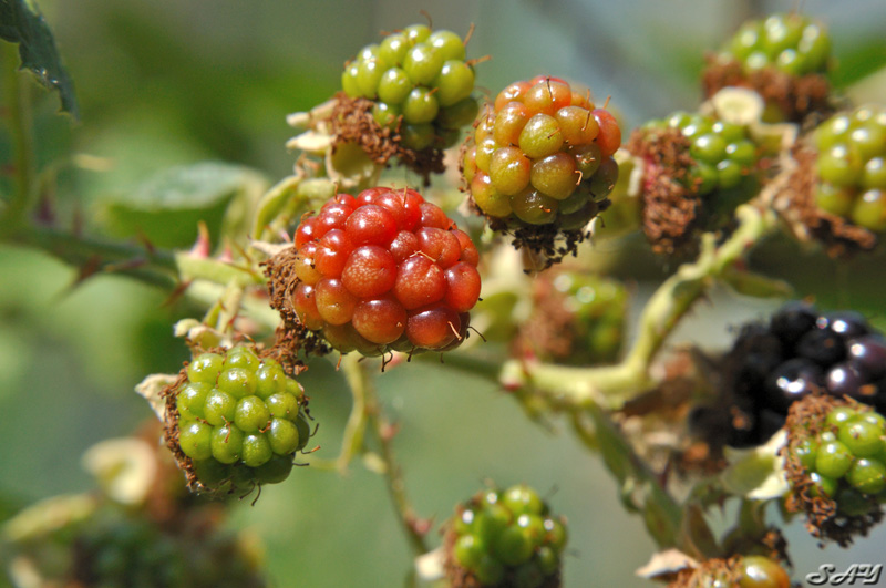 Name:  Berries 3.jpg
Views: 349
Size:  168.2 KB