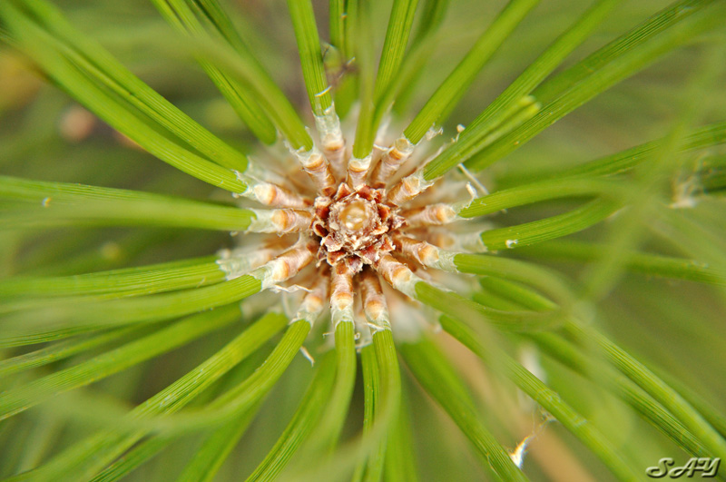 Name:  Pine 1.jpg
Views: 2499
Size:  169.0 KB