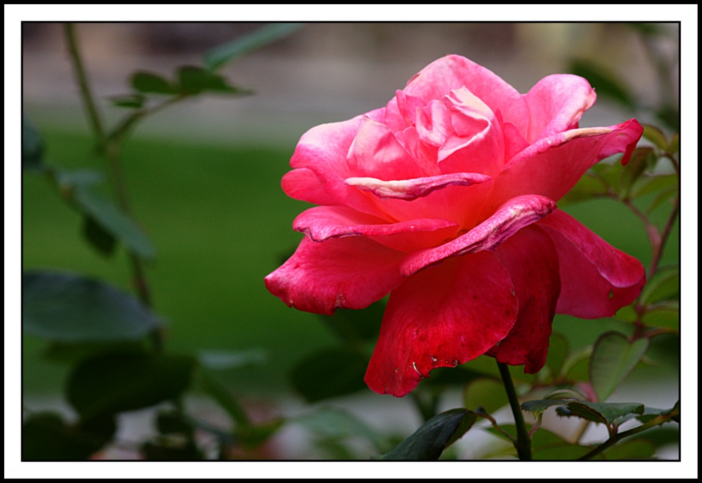 Name:  IMG_1146_edited.jpg
Views: 330
Size:  178.4 KB