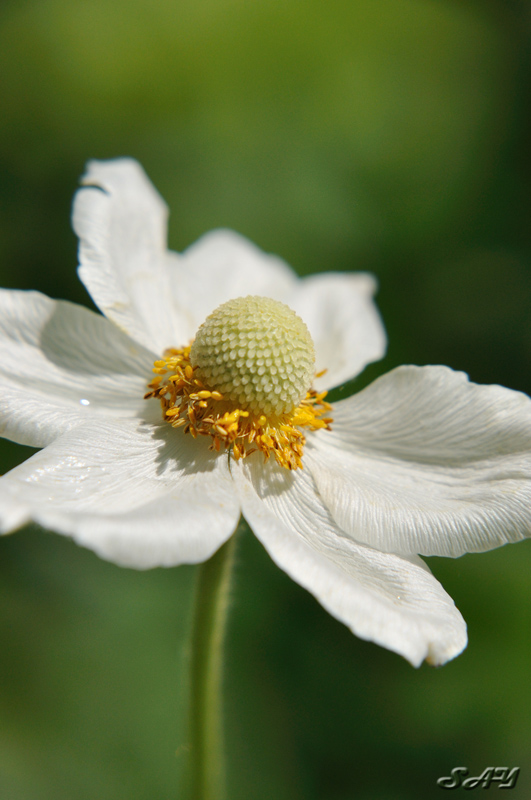 Name:  Flower 3a.jpg
Views: 356
Size:  185.1 KB