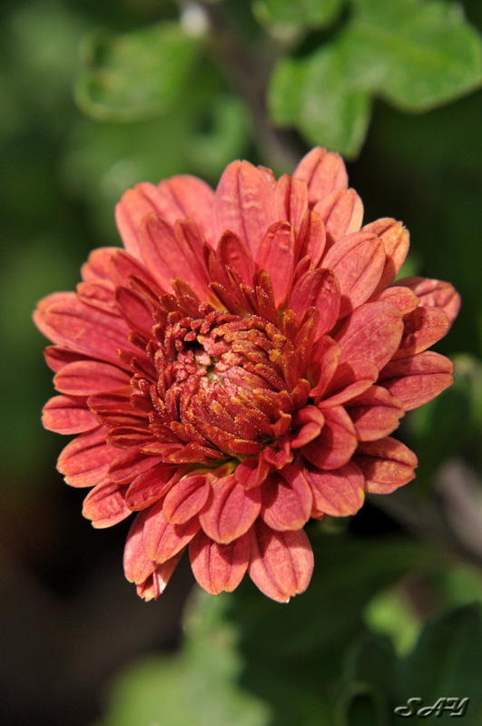 Name:  Flower 6.jpg
Views: 349
Size:  165.4 KB