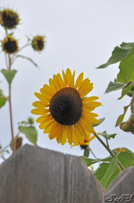 Name:  Sunflowers 5.jpg
Views: 153
Size:  190.0 KB