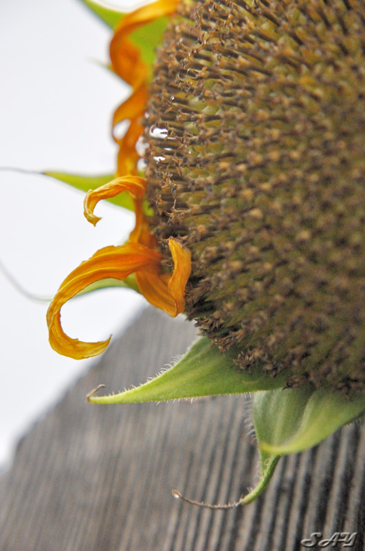 Name:  Sunflowers 4.jpg
Views: 332
Size:  169.4 KB