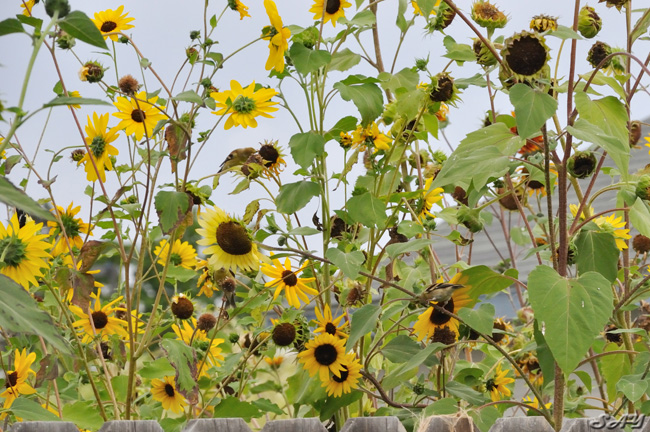Name:  Sunflowers 1.jpg
Views: 335
Size:  221.7 KB