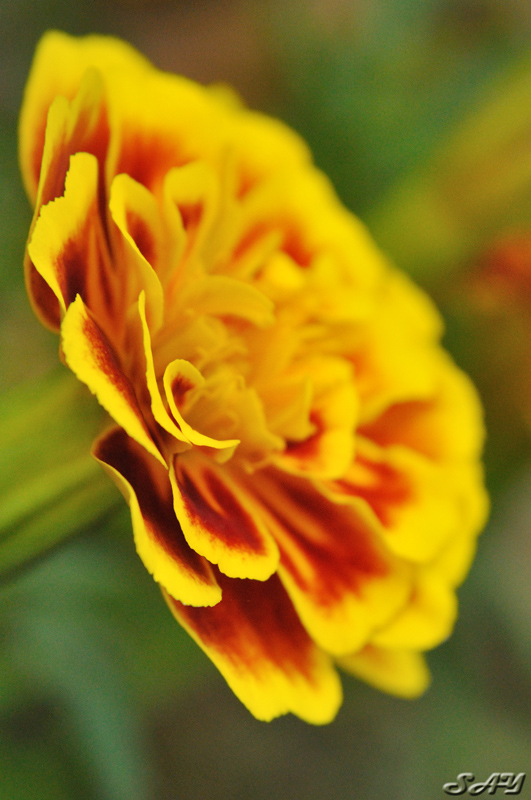 Name:  Flower 2.jpg
Views: 824
Size:  219.6 KB