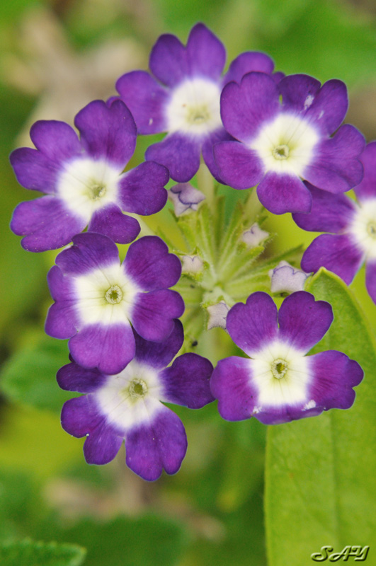 Name:  Flower 7.jpg
Views: 1020
Size:  158.1 KB