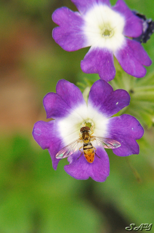 Name:  Fly 2.jpg
Views: 579
Size:  158.5 KB