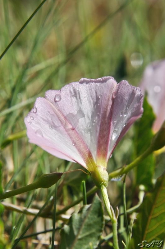 Name:  Flower 5.jpg
Views: 427
Size:  219.2 KB