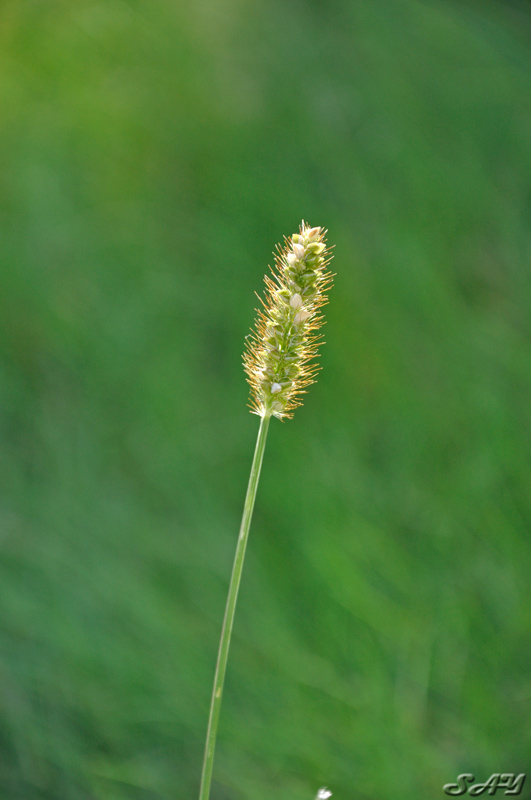 Name:  Grass 1.jpg
Views: 194
Size:  165.4 KB
