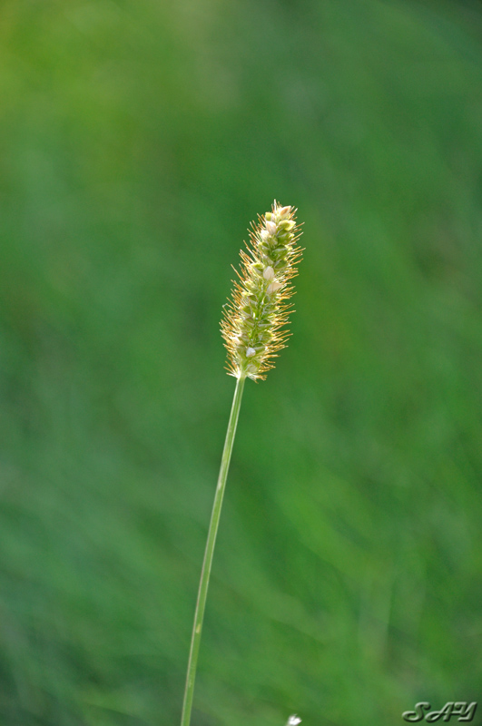 Name:  Grass 1.jpg
Views: 485
Size:  165.4 KB