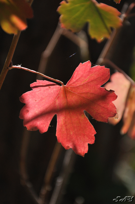 Name:  Leaf 1.jpg
Views: 824
Size:  187.1 KB