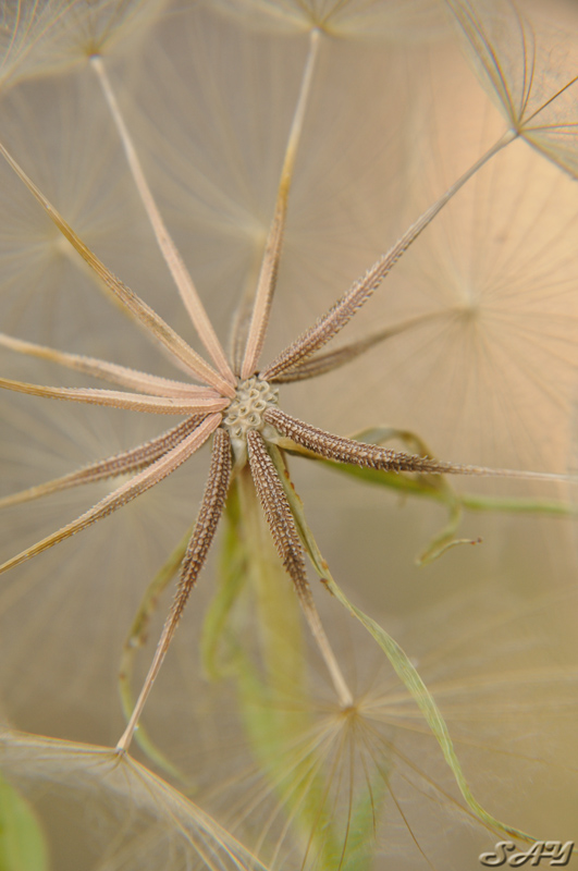 Name:  Goatsbeard 1.jpg
Views: 541
Size:  174.0 KB