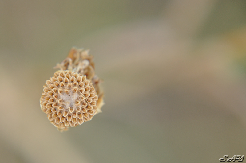 Name:  Goatsbeard 3.jpg
Views: 545
Size:  133.5 KB