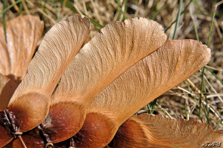 Name:  Seeds 1.jpg
Views: 327
Size:  233.4 KB