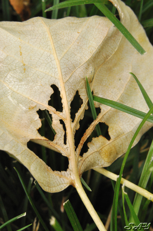 Name:  Leaf 1a.jpg
Views: 323
Size:  190.4 KB