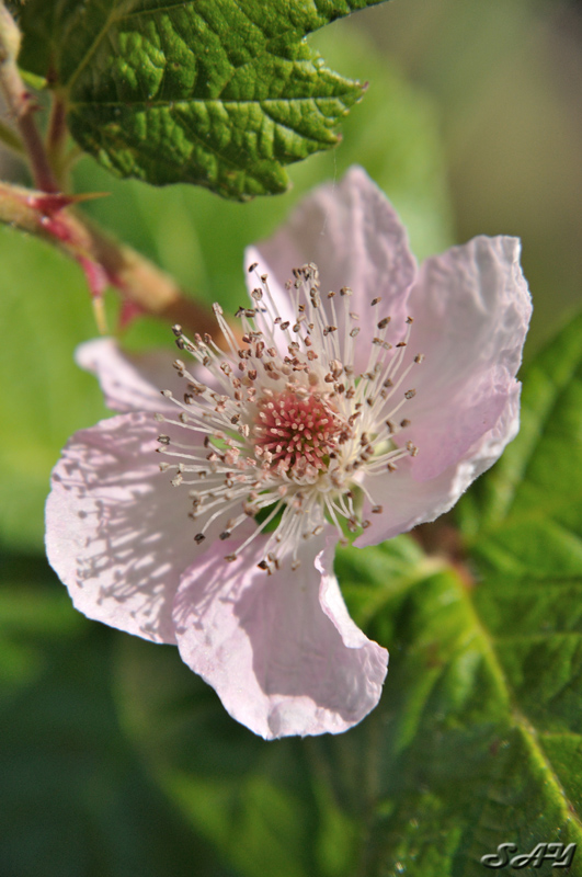 Name:  Flower 4.jpg
Views: 370
Size:  227.5 KB