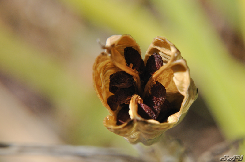 Name:  Seeds 2.jpg
Views: 304
Size:  173.7 KB