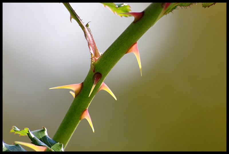 Name:  thorns.jpg
Views: 515
Size:  129.6 KB