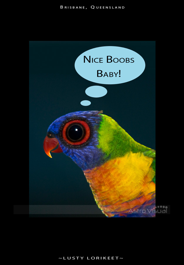 Name:  _MG_0604-lorikeet.jpg
Views: 560
Size:  109.7 KB