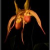 China Dragon Orchid - Orchid Phragmipedium - Longwood Gardens Pennsylvania
