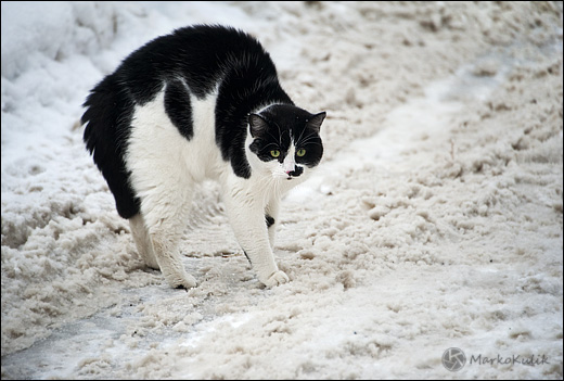 Cat with Raised Hackles