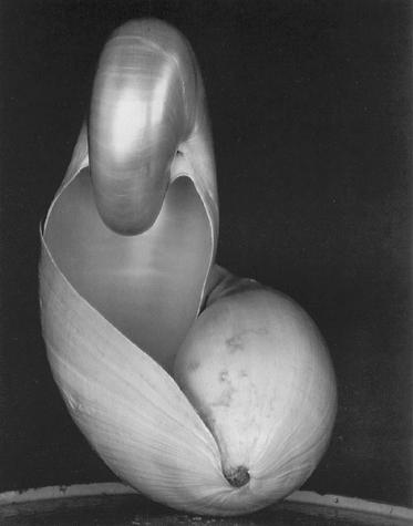 Shell by Edward Weston - 1927