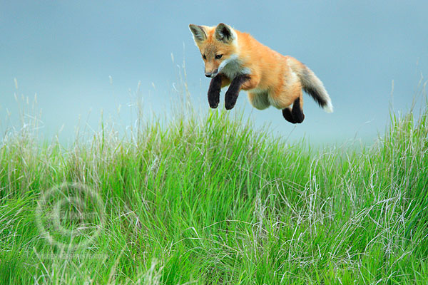 Super-fox