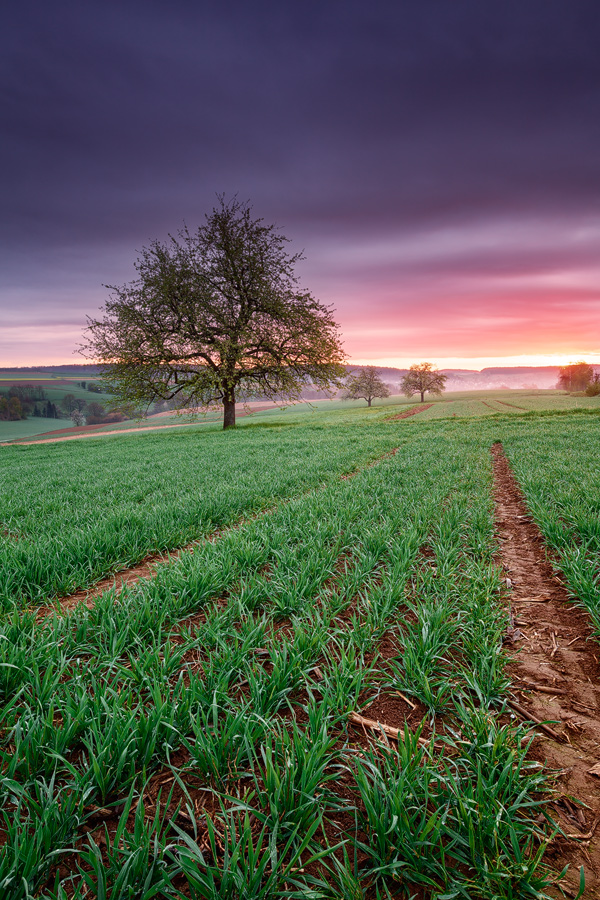 Kraichgau at Dawn - Focus stacked photograph by Michael Breitung