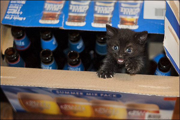 Beer Kitteh - ISO 3200 f/2.5 1/80