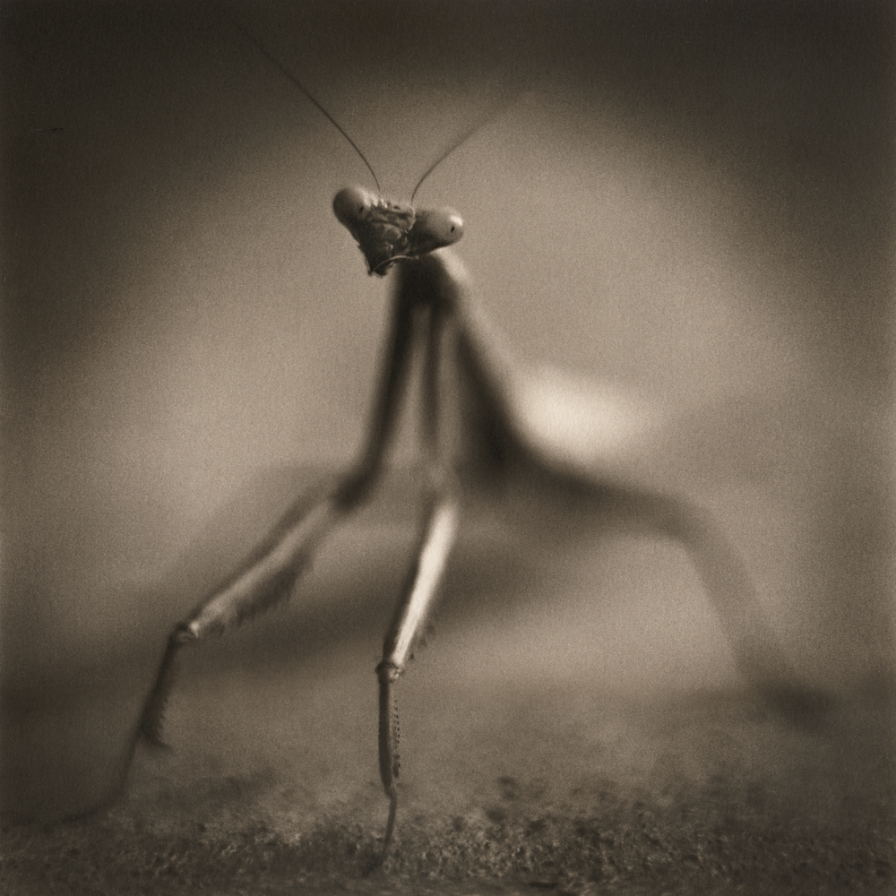 Mantis by david Johndrow