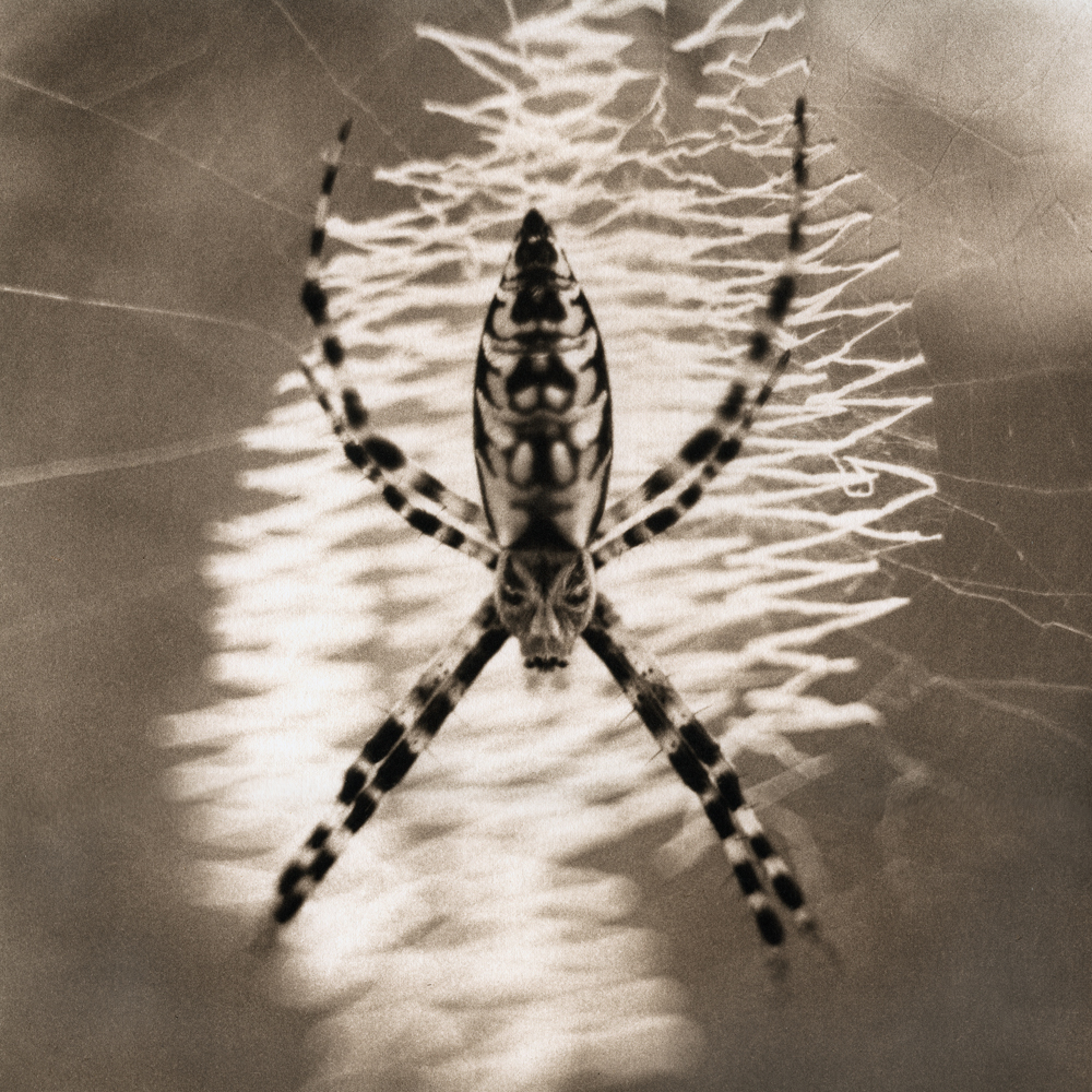 Orb weaver spider by David Johndrow