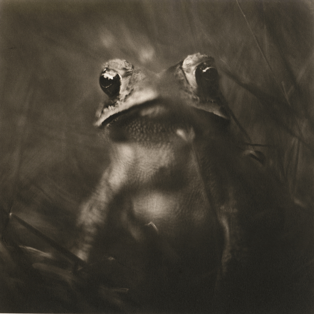 Toad by David Johndrow