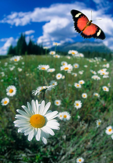 Butterfly and Flower - Composite image by Darwin Wiggett