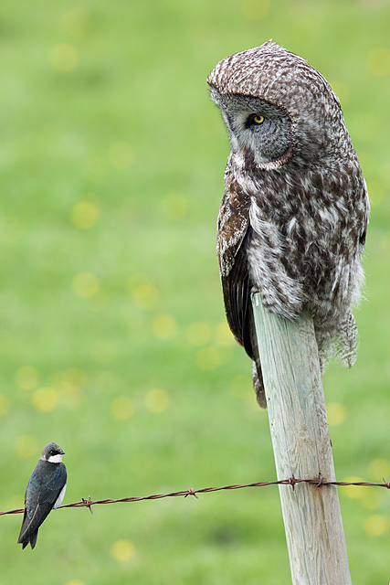 Great Grey Owl and Tree Swallow on Fence - Composite image by Darwin Wiggett