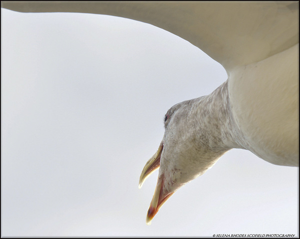 seagull 3 by Selena Rhodes Scofield